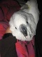 hugo