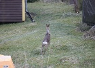 IMG 0518
