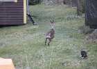 IMG 0519