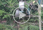 Sibirisk nötkråka tömmer fröbehållare  Sibirisk nötkråka tömmer fröbehållaren från jordnötter vinter 2013